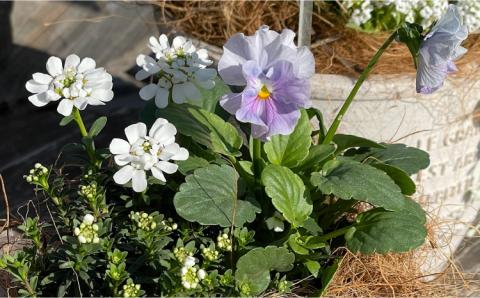 季節のお花を植えた寄せ植え 60cm ※お届け不可地域あり【009D-062】
