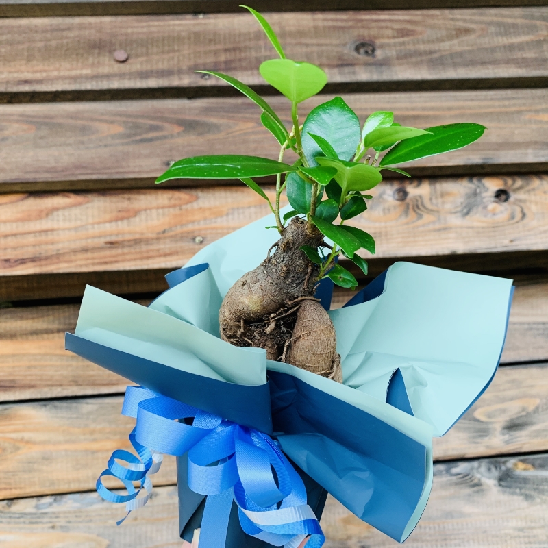 ご自宅用にもプレゼントにも。小さなガジュマル (ラッピング付き)【009E-003】