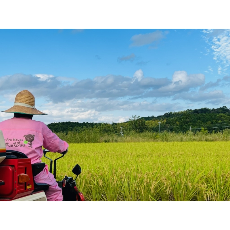 農業姉妹がこだわって栽培！ 大阪府産 泉南市のお米 白米5kg 半年定期便【024A-024】