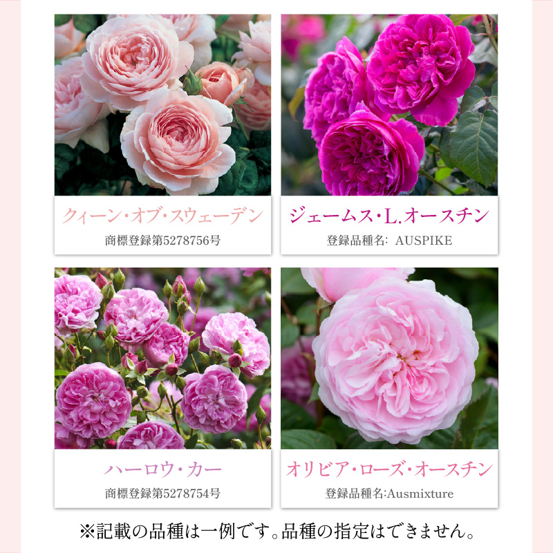 【イングリッシュローズ】 デビッド・オースチン バラ鉢苗 （バラ専用肥料付）【品種指定不可】【025D-003】