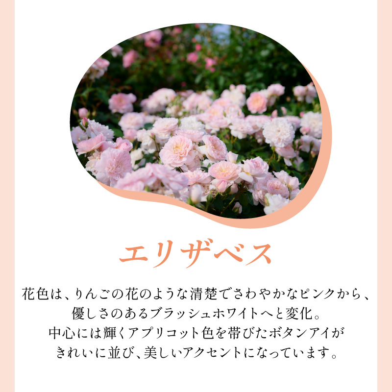 【イングリッシュローズ】デビッド・オースチン エリザベス 6L鉢苗（バラ専用肥料付）【025D-015】