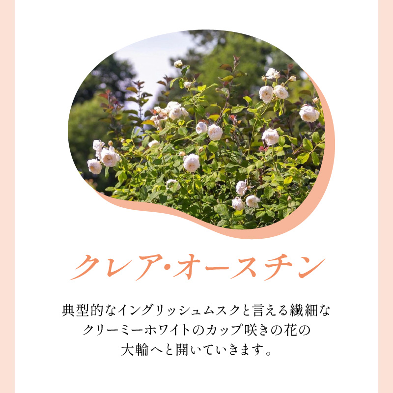 【イングリッシュローズ】デビッド・オースチン クレア・オースチン 6L鉢苗（バラ専用肥料付）【025D-017】