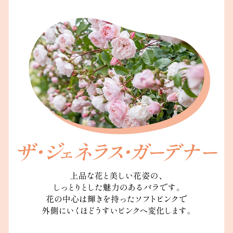 【イングリッシュローズ】デビッド・オースチン ザ・ジェネラス・ガーデナー 6L鉢苗（バラ専用肥料付）【025D-018】