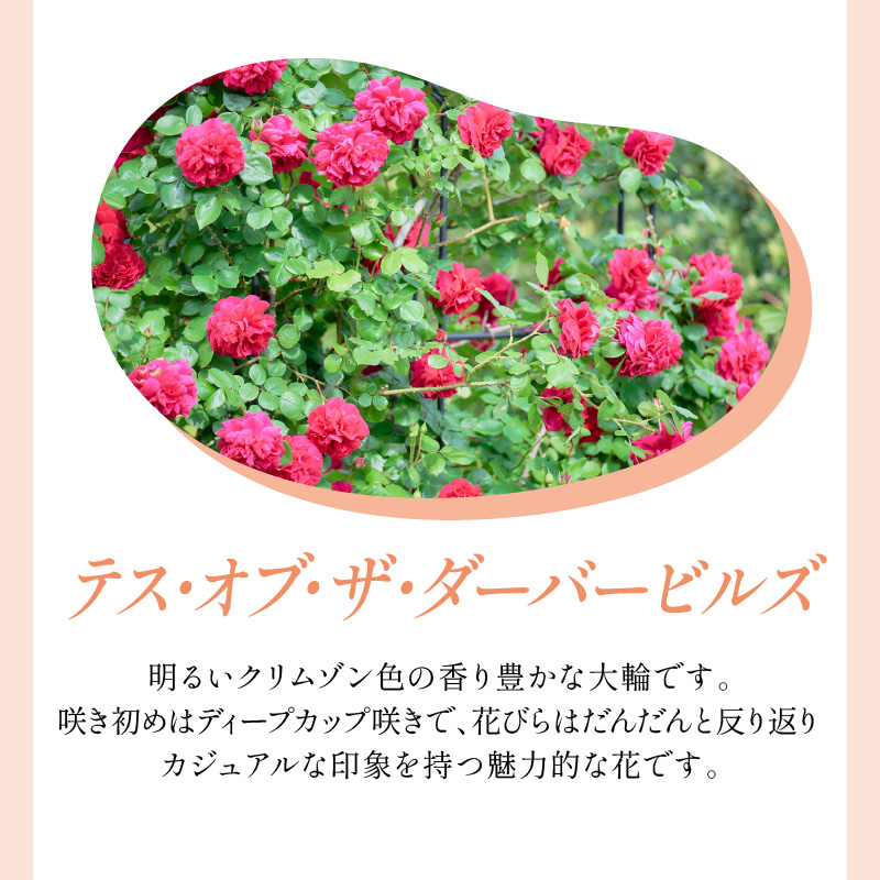 【イングリッシュローズ】デビッド・オースチン テス・オブ・ザ・ダーバービルズ 6L鉢苗（バラ専用肥料付）【025D-023】