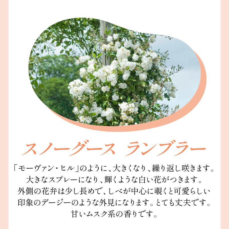 【イングリッシュローズ】デビッド・オースチン スノーグース ランブラー6L鉢苗（バラ専用肥料付）【025D-031】
