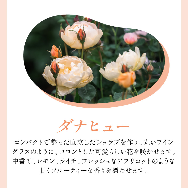 【イングリッシュローズ】デビッド・オースチン ダナヒュー6L鉢苗（バラ専用肥料付）【025D-033】