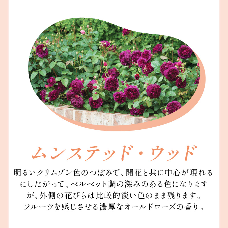【イングリッシュローズ】デビッド・オースチン ムンステッド・ウッド6L鉢苗（バラ専用肥料付）【025D-035】