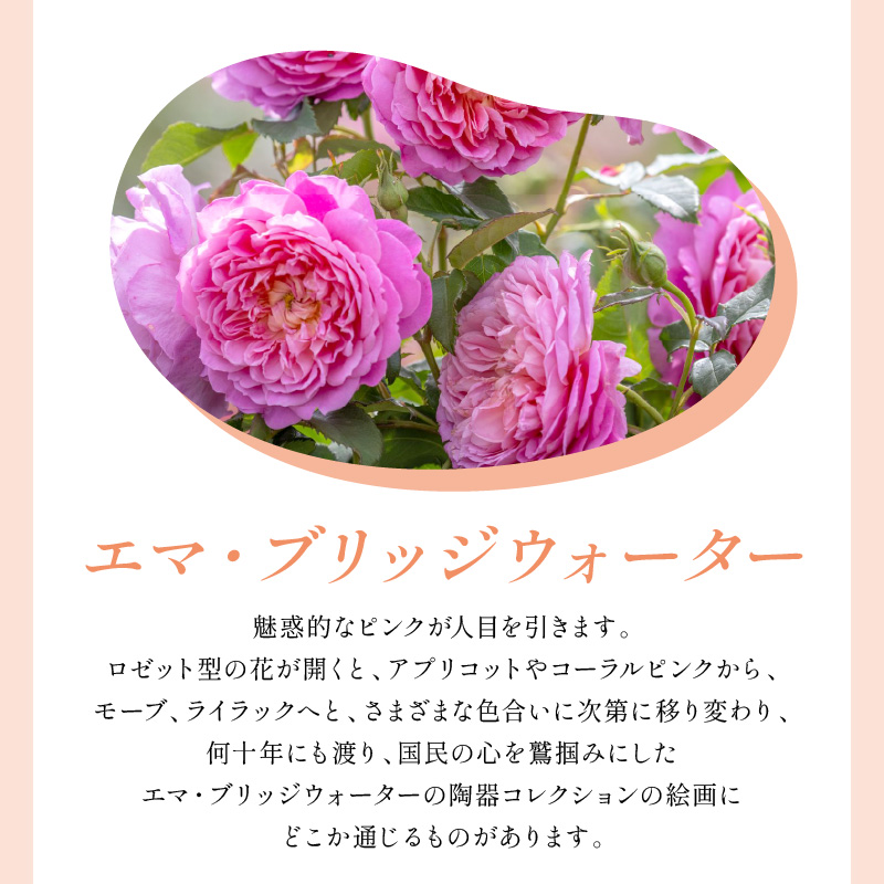 【イングリッシュローズ】デビッド・オースチン エマ・ブリッジウォーター 6L鉢苗（バラ専用肥料付）【025D-037】