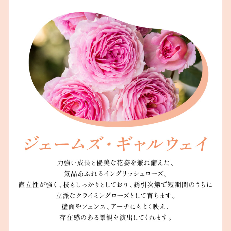 【イングリッシュローズ】デビッド・オースチン ジェームズ・ギャルウェイ 6L鉢苗（バラ専用肥料付）【025D-040】