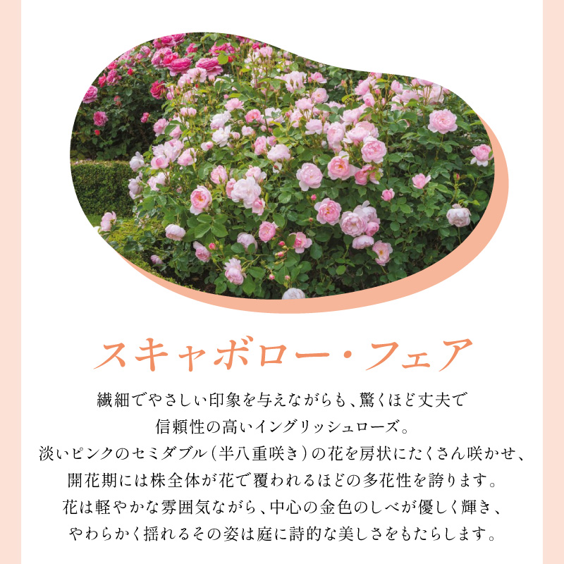 【イングリッシュローズ】デビッド・オースチン スキャボロー・フェア 6L鉢苗（バラ専用肥料付）【025D-042】