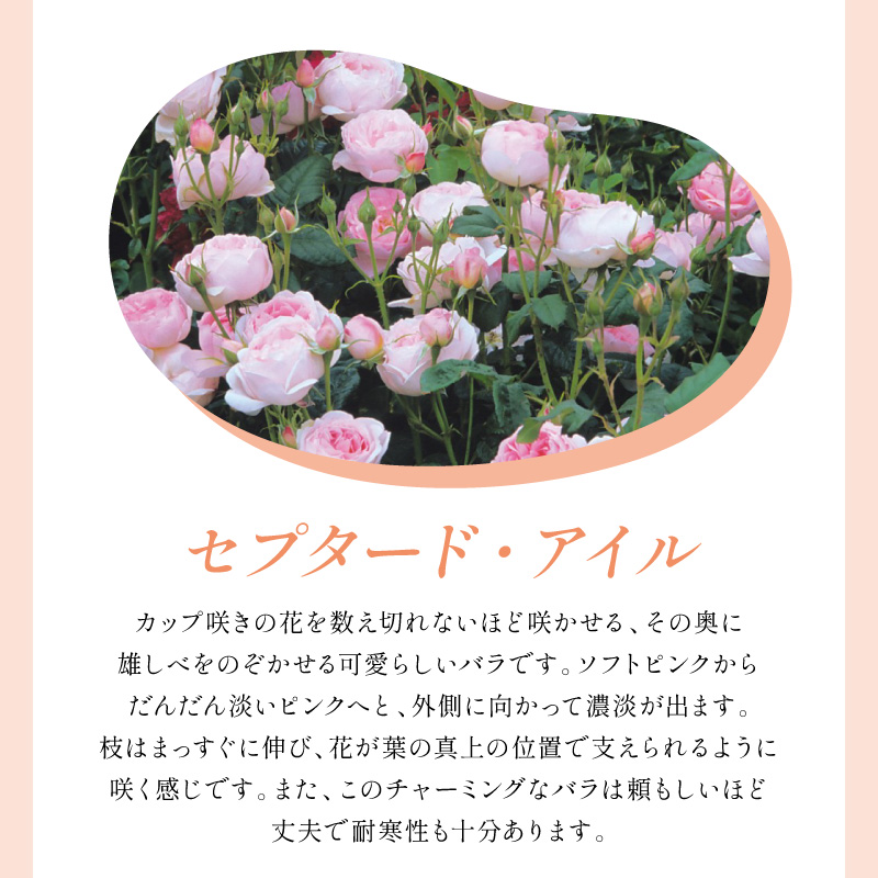 【イングリッシュローズ】デビッド・オースチン セプタード・アイル 6L鉢苗（バラ専用肥料付）【025D-043】