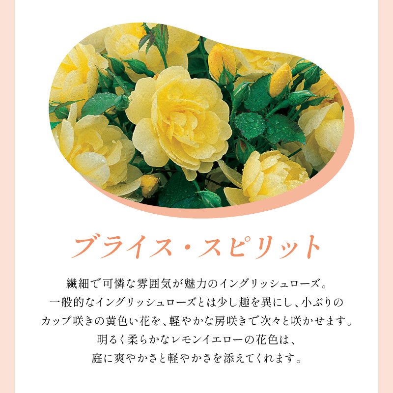 【イングリッシュローズ】デビッド・オースチン ブライス・スピリット 6L鉢苗（バラ専用肥料付）【025D-047】