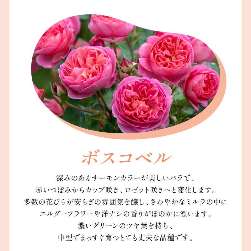 【イングリッシュローズ】デビッド・オースチン ボスコベル 6L鉢苗（バラ専用肥料付）【025D-049】