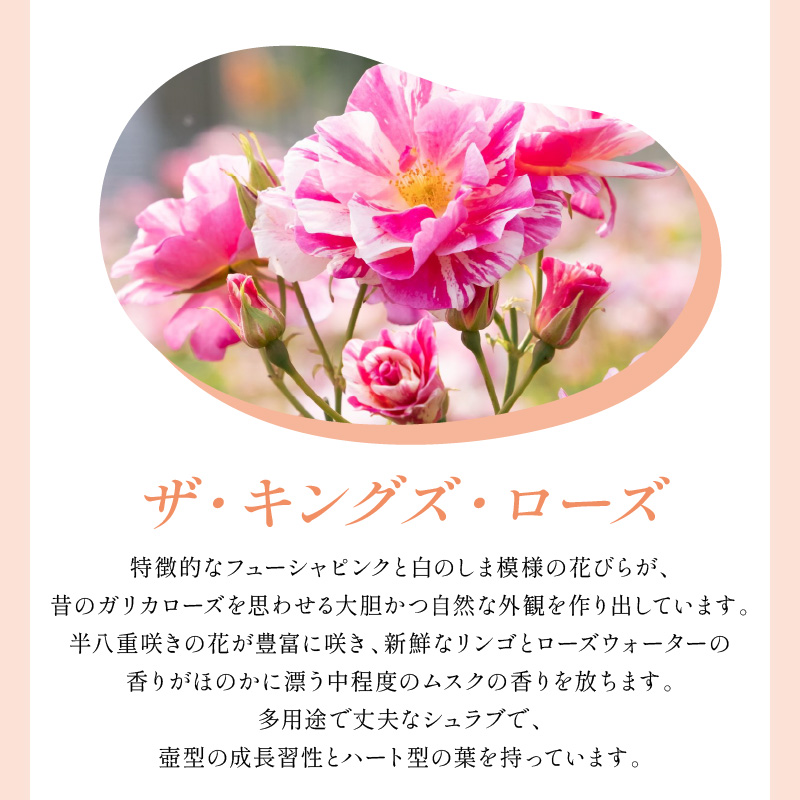 【イングリッシュローズ】デビッド・オースチン ザ・キングズ・ローズ 6L鉢苗（バラ専用肥料付）【025D-054】