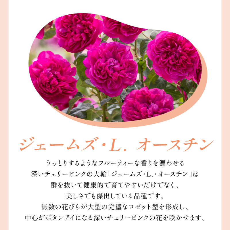 【イングリッシュローズ】デビッド・オースチン ジェームズ・L. オースチン 6L鉢苗（バラ専用肥料付）【025D-056】