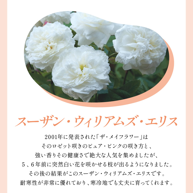 【イングリッシュローズ】デビッド・オースチン スーザン・ウィリアムズ・エリス 6L鉢苗（バラ専用肥料付）【025D-057】