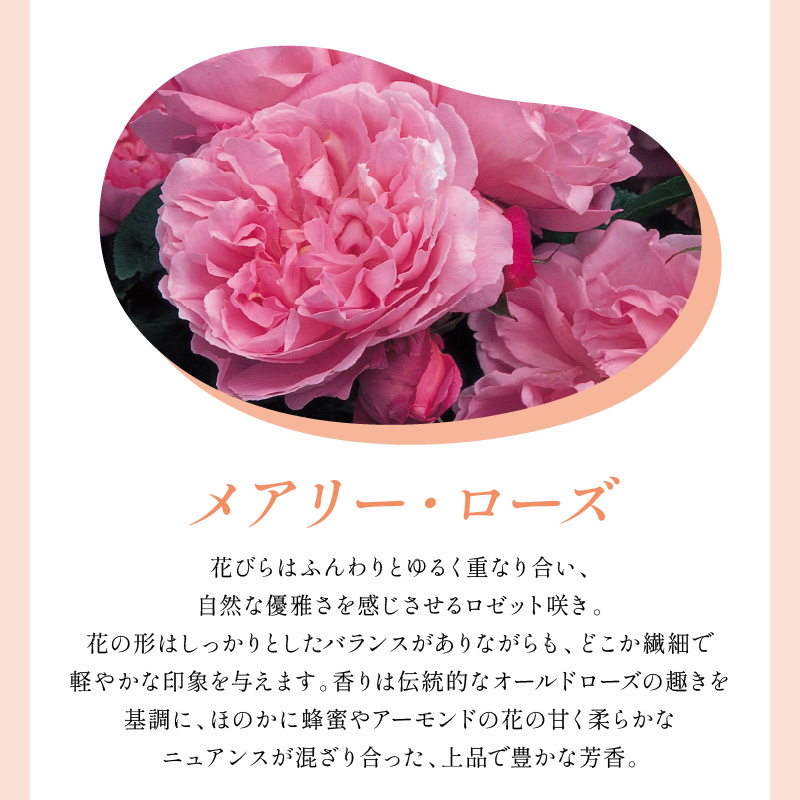 【イングリッシュローズ】デビッド・オースチン メアリー・ローズ 6L鉢苗（バラ専用肥料付）【025D-059】