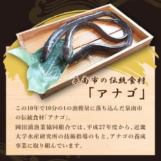 近畿大学×岡田浦漁協『泉南あなご』4尾入り！【058D-003】