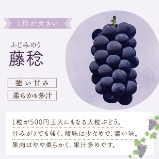 泉州ぶどう 泉州の黒ぶどう3種食べ比べセット【065C-002】
