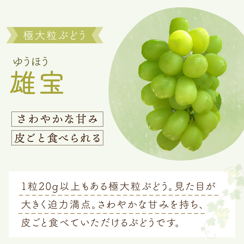泉州ぶどう 大粒大房の雄宝とおまかせ2種の3房セット【065C-006】