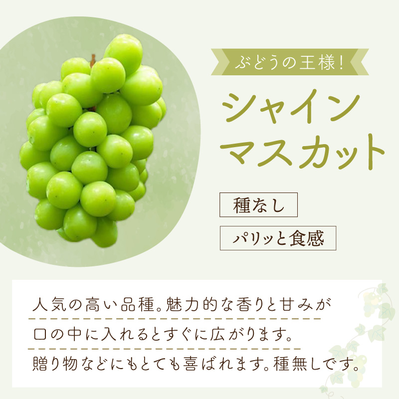 泉州ぶどう 【マスカット食べ比べ】大粒大房の雄宝とシャインマスカット 2種セット【065C-007】