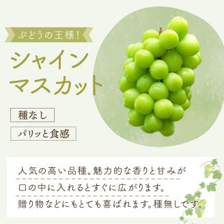 泉州ぶどう シャインマスカット 1房【065D-010】
