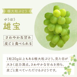 泉州ぶどう 雄宝 1房【065D-011】