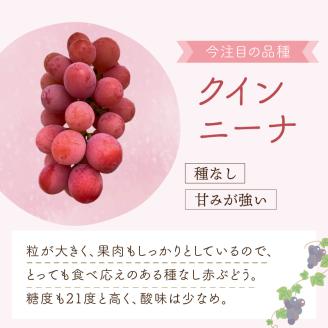 泉州ぶどう クインニーナ 2房【065D-013】