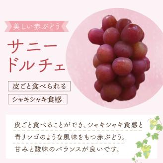 泉州ぶどう 黒耀とサニードルチェのセット【065D-014】