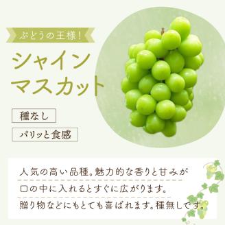 泉州ぶどう 泉州パープルとシャインマスカットのセット【065D-016】