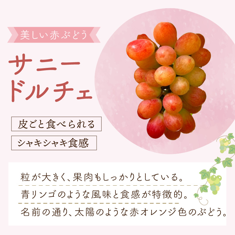 泉州ぶどう 太陽の甘みたっぷりサニードルチェ【065D-018】