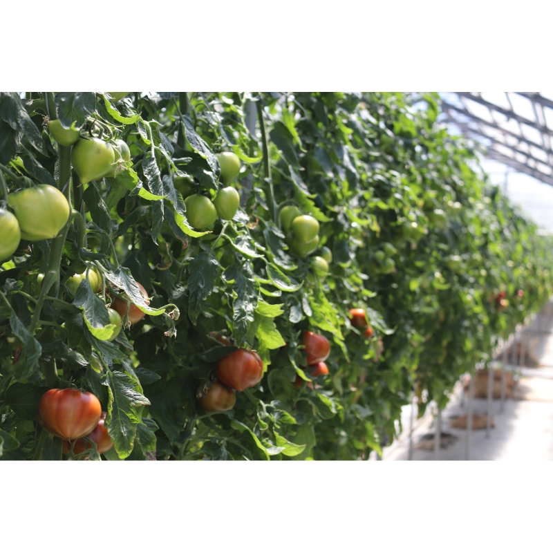 【糖度8度以上】うま味たっぷり こだわりのフルーツトマトC 1kg ※お届け不可地域あり【093E-002】