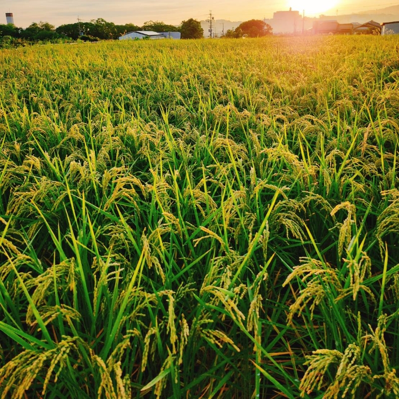 「いのちの壱」白米 5kg【106D-001】