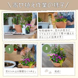 季節の花の寄せ植え 38cm【005B-002】