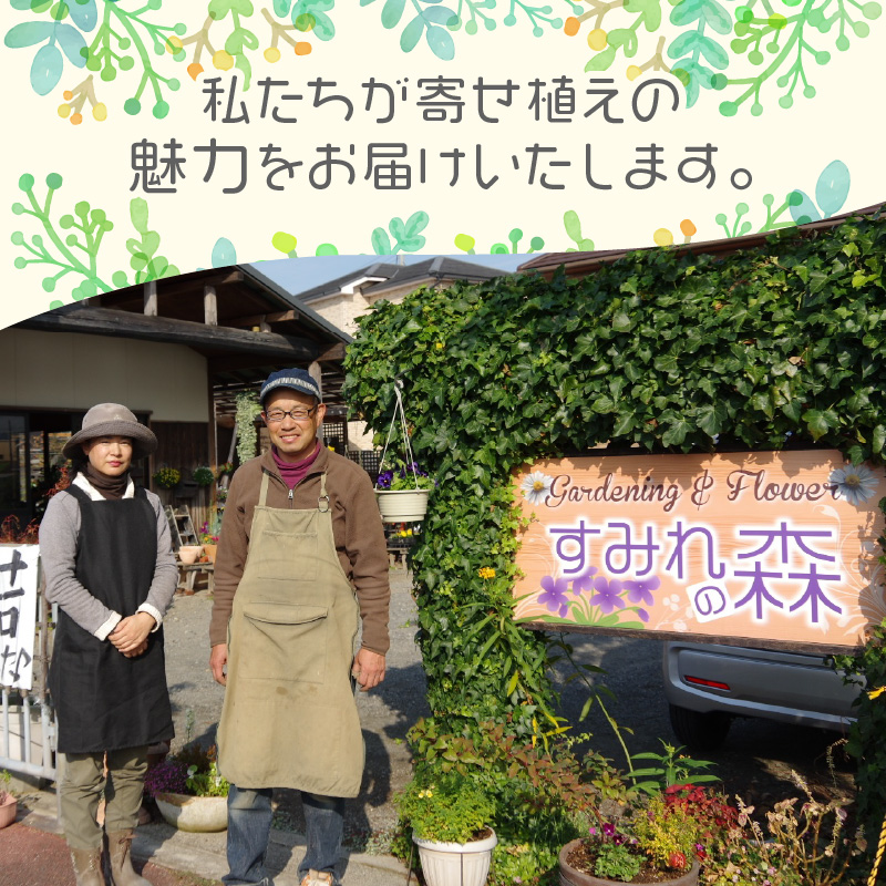 季節の花の寄せ植え 20cm鉢【005E-002】