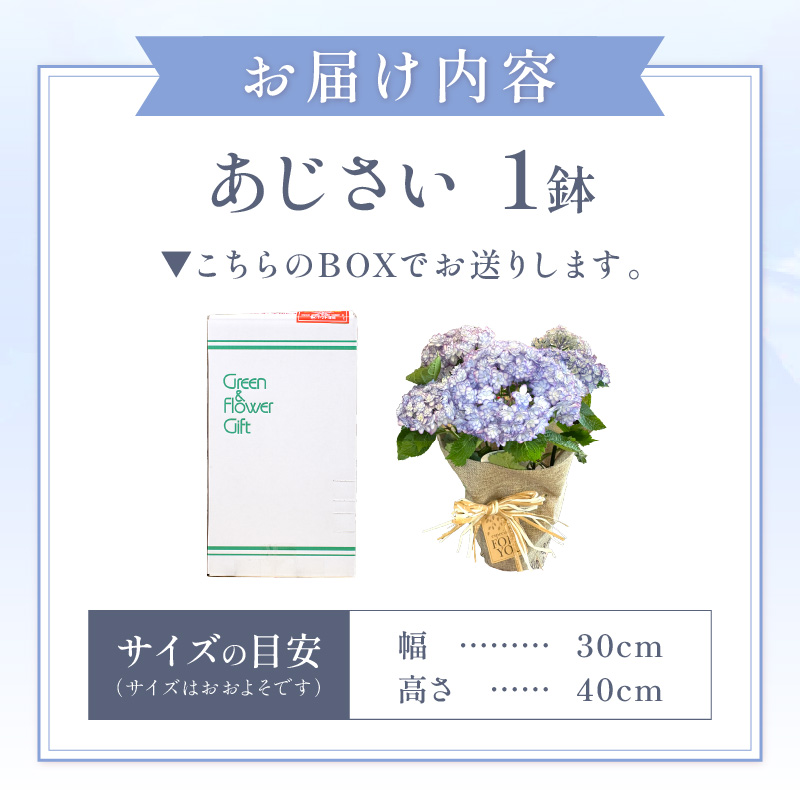 【母の日ギフト】お母さんへのプレゼントに！あじさい（鉢花） ※お届け不可地域あり【009D-059】