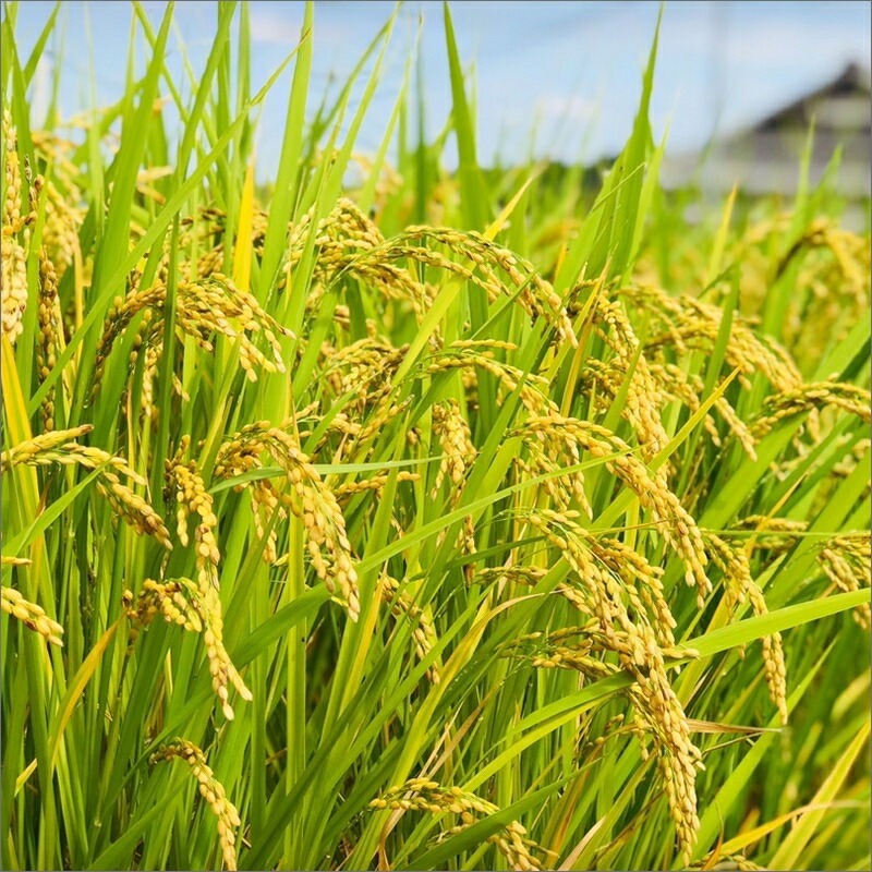 農業姉妹がこだわって栽培！白米5kgと旬の厳選野菜10種 1年定期便【024A-031】