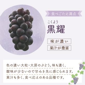 泉州ぶどう 泉州の黒ぶどう3種食べ比べセット【065C-002】