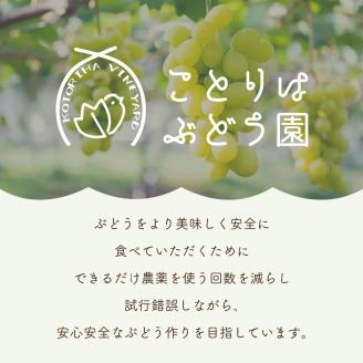 泉州ぶどう あづましずく 1房【065D-009】