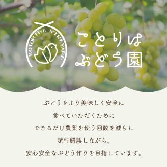 泉州ぶどう シャインマスカット 2房【065D-015】