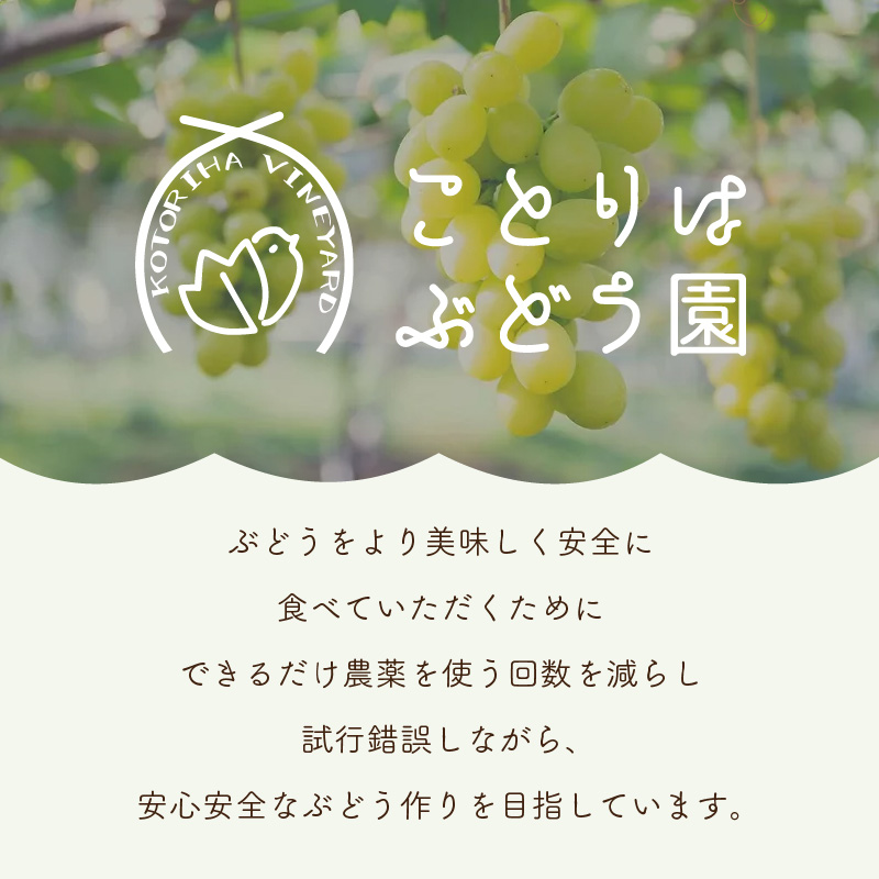 泉州ぶどう あづましずくとクイーンセブンの彩りセット【065D-017】