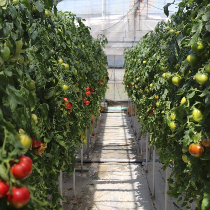 【糖度8度以上】うま味たっぷり こだわりのフルーツトマトC 1kg ※お届け不可地域あり【093E-002】
