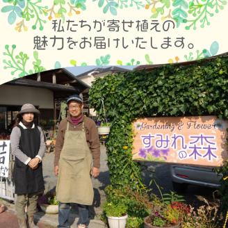 季節の花の寄せ植え 30cm鉢 ピック付き【005C-005】