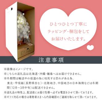 胡蝶蘭 白大輪5本立 65輪※お届け不可地域あり【008A-007】