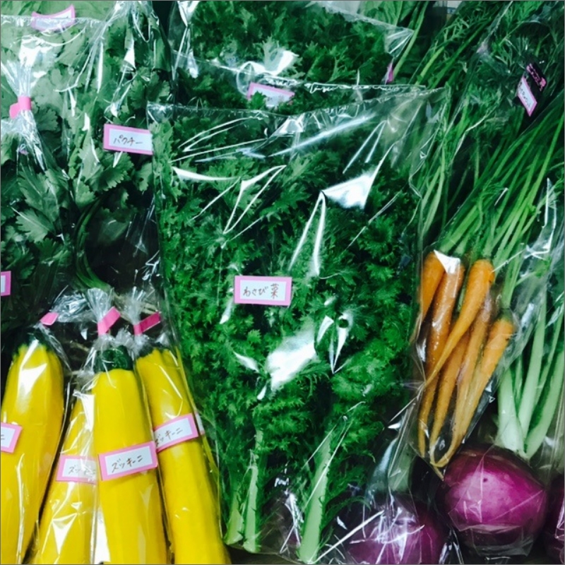 農業姉妹がこだわって栽培！旬の厳選野菜10種 半年定期便【024A-017】