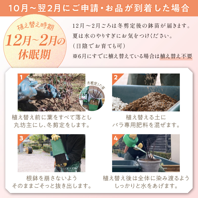 【イングリッシュローズ】デビッド・オースチン ハーロウ・カー 6L鉢苗（バラ専用肥料付）【025D-046】