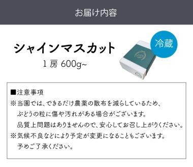 泉州ぶどう シャインマスカット 1房【065D-010】
