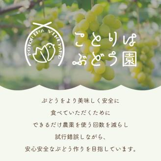 泉州ぶどう 泉州パープルとシャインマスカットのセット【065D-016】