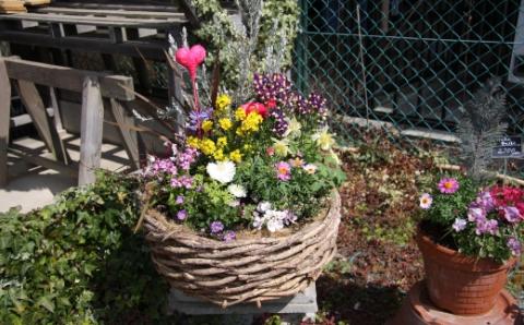 季節の花の寄せ植え 38cm【005B-002】