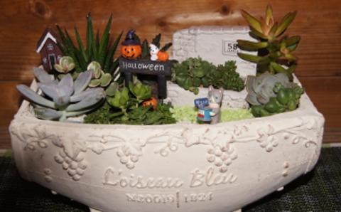 多肉植物の寄せ植え　25cm鉢【005D-006】